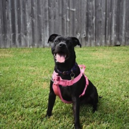 Attention prospect residents we have our official pet of the month going to Chloe! This furry friend stole our heard with their waffling tail and irresistible charm! 🐾🦴💗 Instagram post from @prospect_atx on April 12, 2024 17:04:45pm