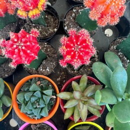 🌿🌎 Happy Earth Day! We’re celebrating by giving away these lovely succulents to our amazing residents! Swing by the leasing office before 6pm to grab yours and add a little green to your space. Hurry, we still have a few left! Let’s keep spreading the love for our planet! 🌿💚 #findyourfuture Instagram post from @prospect_atx on April 22, 2024 16:21:17pm